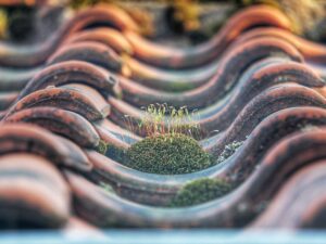 Green moss and dark algae spread across shaded asphalt shingles beside leaf-filled gutters.
