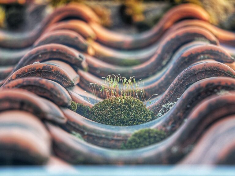 Green moss and dark algae spread across shaded asphalt shingles beside leaf-filled gutters.